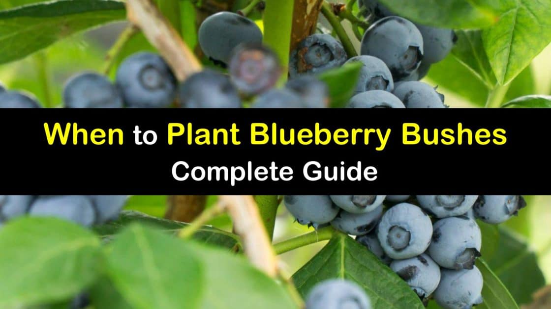 Planting Blueberry Bushes Guide for the Best Time to Start Blueberries
