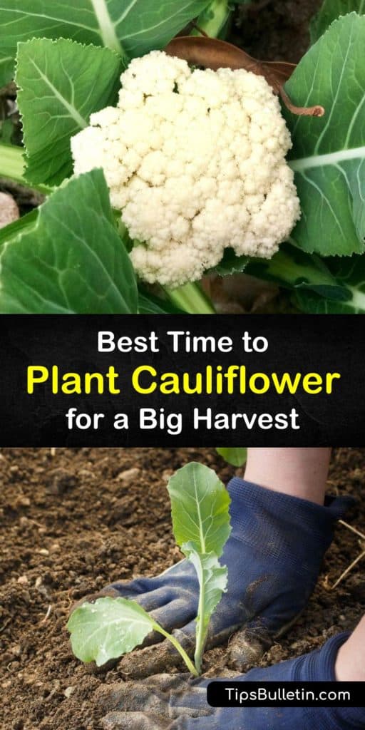 Discover when to grow cauliflower heads in the home garden. Cauliflower plants (Brassica oleracea var. capitata) are cool-weather cole crops like Brussels sprouts. They love growing in full sun but do not tolerate hot temperatures. #when #planting #cauliflower