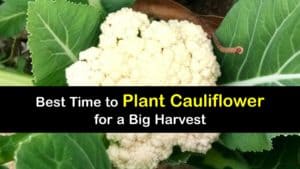 When to Plant Cauliflower titleimg1
