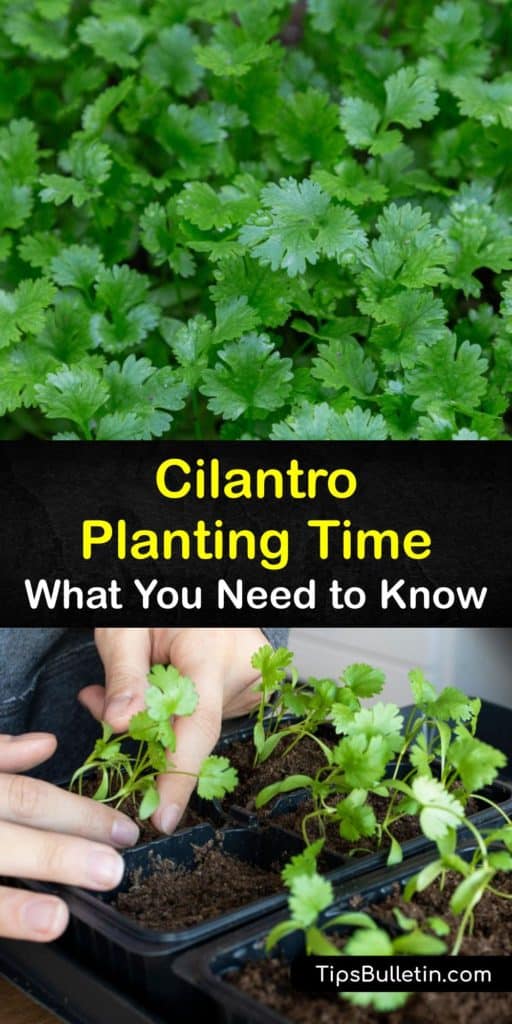 Learn when to plant cilantro seeds indoors and outside in the herb garden and harvest fresh cilantro at the end of the growing season. Cilantro plants (Coriandrum sativum) are cool-season herbs that love full sun and are popular in Mexican cuisine. #when #planting #cilantro