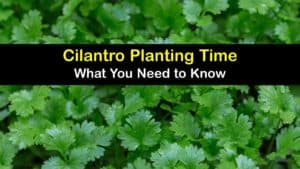 When to Plant Cilantro titleimg1