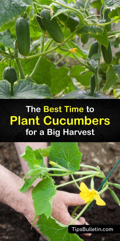 Discover when to plant all cucumber varieties in the home garden. Get a head start by starting seeds indoors, and then prepare the garden with organic matter after the danger of frost is gone. Spread mulch over the bed to retain moisture. #when #plant #cucumbers #grow