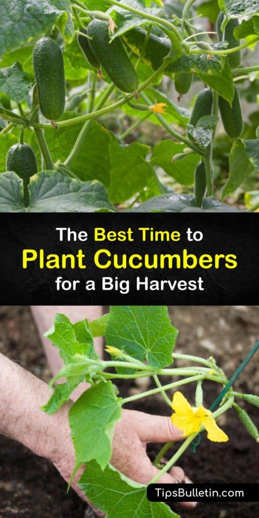 Discover when to plant all cucumber varieties in the home garden. Get a head start by starting seeds indoors, and then prepare the garden with organic matter after the danger of frost is gone. Spread mulch over the bed to retain moisture. #when #plant #cucumbers #grow