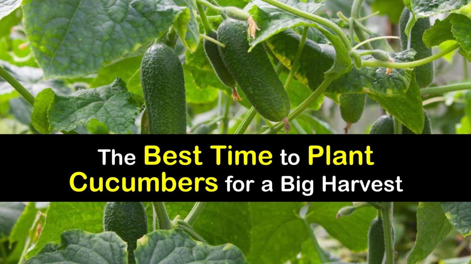 Cucumber Growing Quick Tricks for the Best Time to Plant Cucumbers