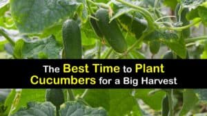 When to Plant Cucumbers titleimg1