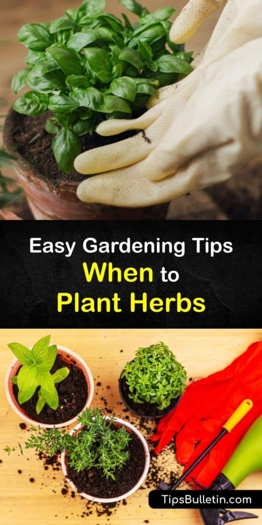 Find out when to plant annual and perennial herbs indoors and in the herb garden and enjoy fresh herbs at the end of the growing season. Tarragon and lemon balm are perennial, while chervil and coriander are annual and they all love growing in full sun. #when #planting #herbs