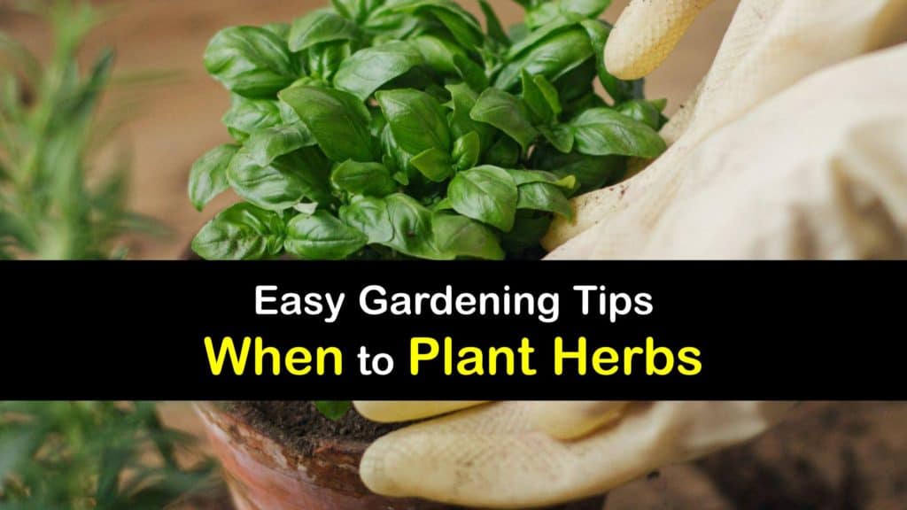 When to Plant Herbs titleimg1