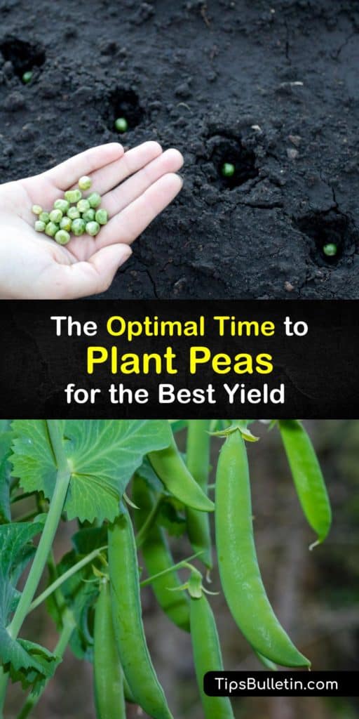 Learn about planting and growing peas from pea seed including sugar snap peas, sweet peas, the English pea, garden pea, and more. Grow your own pea plant and enjoy your favorite edible pod peas, right from the garden. #when #planting #peas