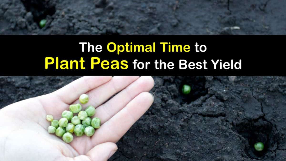 Pea Planting Time Handson Tips for the Best Time to Plant Peas