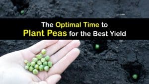 When to Plant Peas titleimg1