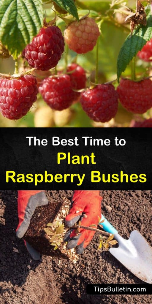 Grow delicious red raspberries from first year bare-root raspberry bushes. Learn what these primocanes need to thrive, including heavy organic matter mulch, so your new canes grow into raspberry plants with a high yield of delicious berries. #when #plant #raspberry #bushes