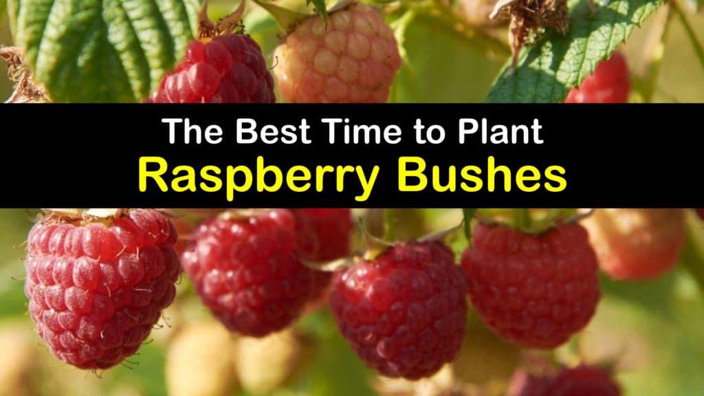 When to Plant Raspberry Bushes titleimg1