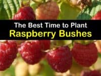 When to Plant Raspberry Bushes titleimg1