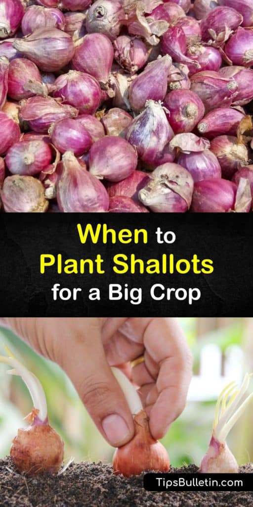 Learn when and how to plant-shallots (Allium cepa) in a home garden with proper spacing and care. Like scallions or green onions, shallot bulbs are easy to grow as long as you plant them in the early spring or fall since they enjoy growing during cool weather. #when #planting shallots #growing