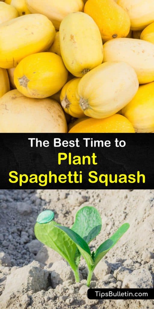 Learn how and when to plant spaghetti squash and enjoy fruit at the end of the growing season. Start squash seeds indoors to get a head start, transplant them in the garden with mulch and a trellis, and give them the TLC they require. #when #planting #spaghetti #squash