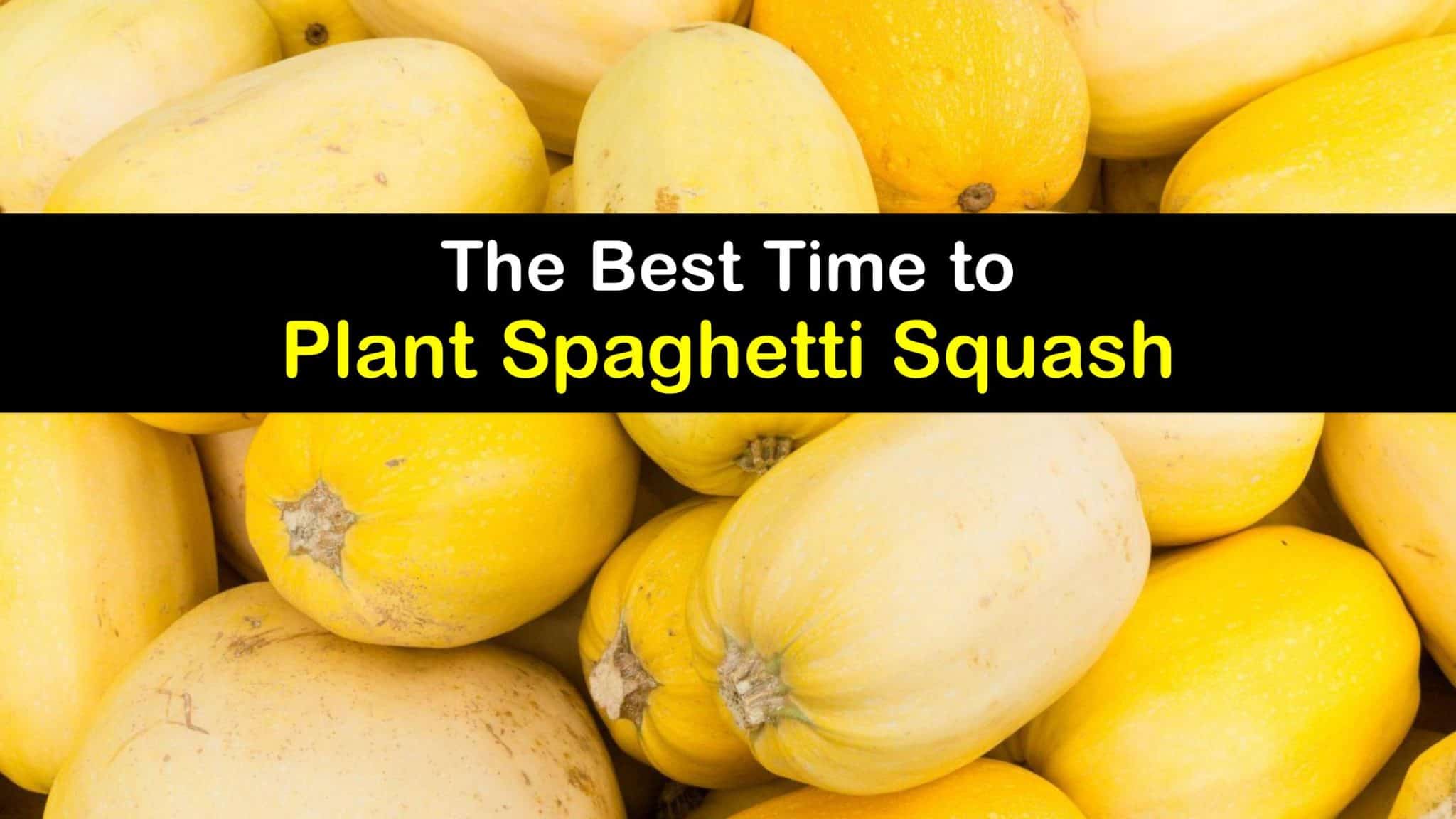 Grow Spaghetti Squash Plants Best Time for Planting Spaghetti Squash