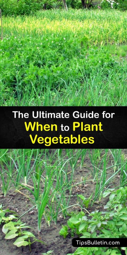 Brussels sprouts, chives, turnips, and watermelon are all important plants, and each has its own planting time specific for its vegetable family. Learn the right time to plant different vegetables to ensure they mature properly. #vegetable #planting #seasons #growing