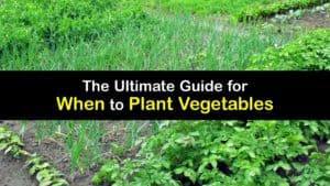 When to Plant Vegetables titleimg1
