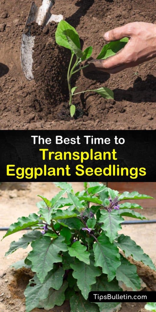 Find out how to grow eggplant seed and transplant eggplant so your eggplant seedling grows healthy. Learn about the correct soil to plant eggplant, and care including protecting from pests like the flea beetle so you succeed in planting eggplant. #transplant #eggplant #seedlings