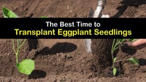 When to Transplant Eggplant Seedlings titleimg1
