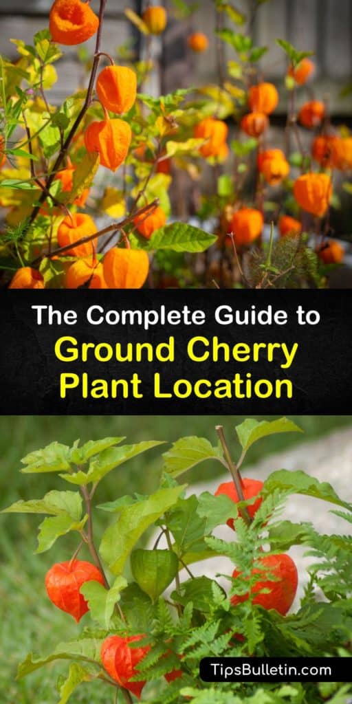 Are you familiar with ground cherry plants? Maybe you’ve heard them called the husk tomato, cape gooseberry, or Physalis pruinosa? Learn how easy-growing these high-producing fruit bushes are with these helpful hints for sowing in your home garden. #plant #ground #cherry #where