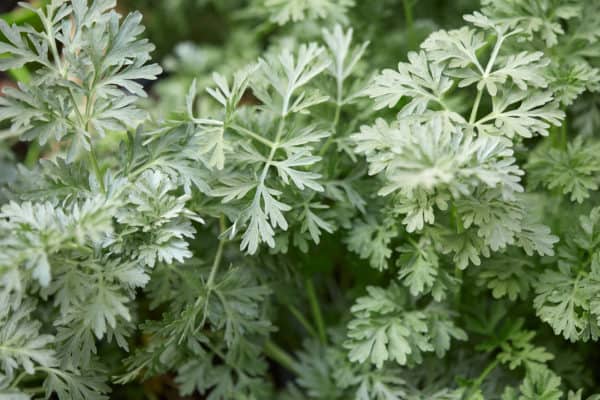 Wormwood is also known as mugwort.