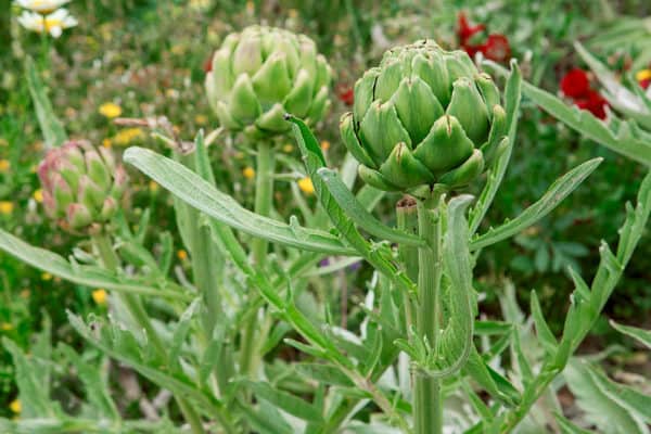 Artichokes are a fun vegetable to grow.