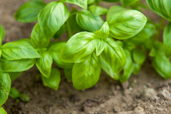 Basil is a great companion plant for corn.