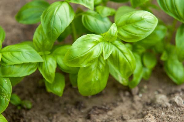 A popular herb for cooking and pest control, basil is easy to grow.