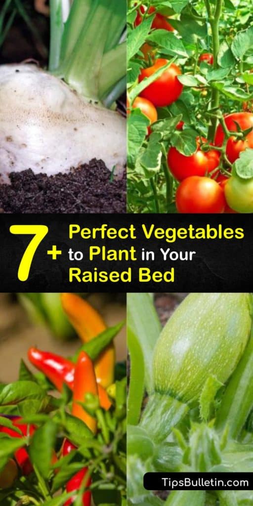 Learn about growing veggies in raised garden beds whether they have a cool weather growing season or love full sun. Arugula, bush beans, chard, tomatoes and root veggies prefer the loose warm soil of raised beds over garden soil and thrive. #vegetables #grow #raised #beds