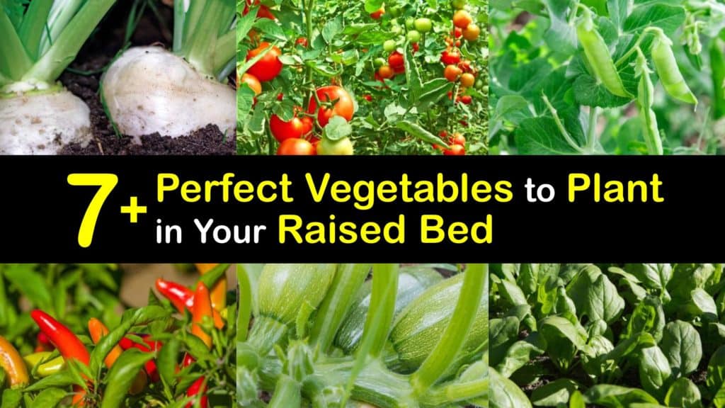 Best Vegetables to Grow in Raised Beds titleimg1