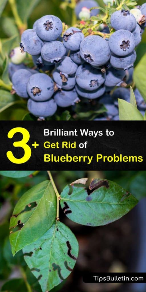 Blueberry plants (Vaccinium corymbosum) encounter many problems, from lesions on blueberry leaves and fruits to discoloration. Learn about Botrytis cinerea, root rot, anthracnose, chlorosis and treatments like fungicides or pesticides. Your cooperative extension can help. #blueberry #problems
