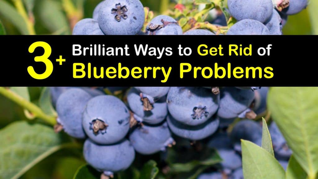 Blueberry Problems titleimg1