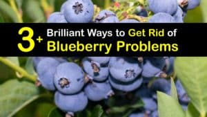 Blueberry Problems titleimg1