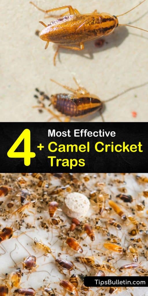 The cave cricket is nothing like the house cricket some keep as pets or the field cricket used to feed reptiles. These pests feed on various items around your home and should be removed as soon as you spot them. Follow our guide for advice on pest control tips. #camel #cricket #traps