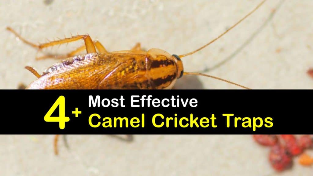 Camel Cricket Traps titleimg1