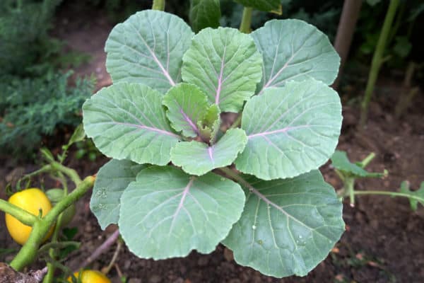 Collard greens are a tasty addition to the garden.
