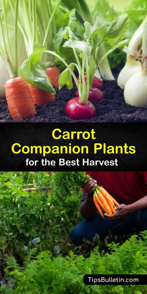 Learn how to confidently companion plant your carrots with this easy guide. Get to know more about beneficial garden plants like nasturtium, borage, and pole beans. Learn how planting marigolds deter nematodes and how leeks keep your harvest safe from aphids. #companion #plant #carrots