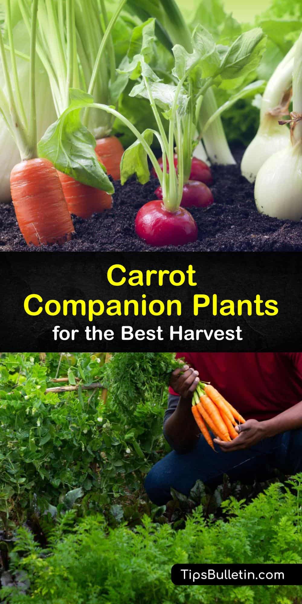 Carrot Plant Companions The Best Companion Plants for Carrots