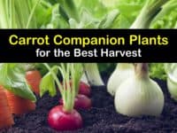Companion Planting Carrots titleimg1