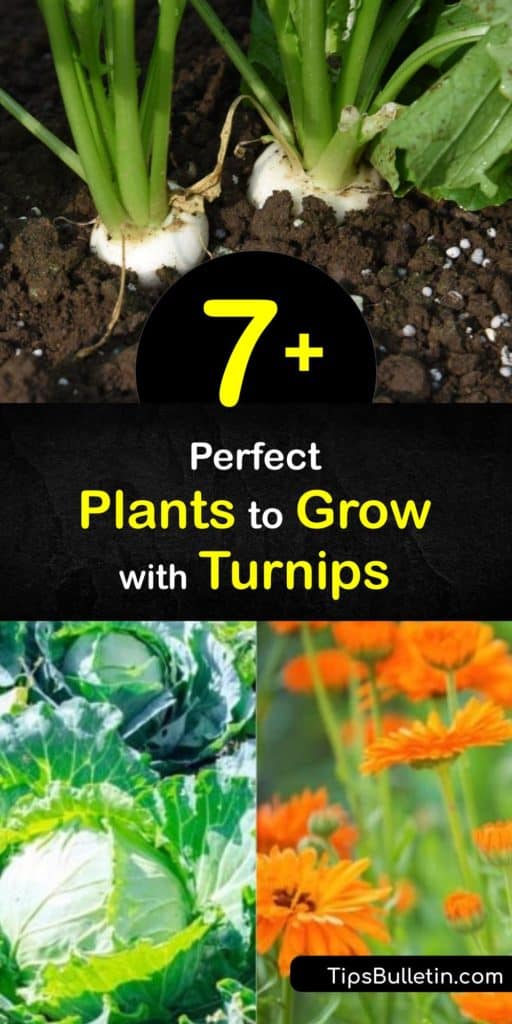 Explore the benefits of companion plants for turnips. Radishes, leeks, kohlrabi, borage, nasturtium, brassicas and the marigold all make excellent turnip neighbors. Whether you need to attract beneficial insects or deter pests, there’s a turnip companion for you. #companion #planting #turnips