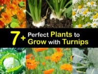 Companion Planting for Turnips titleimg1