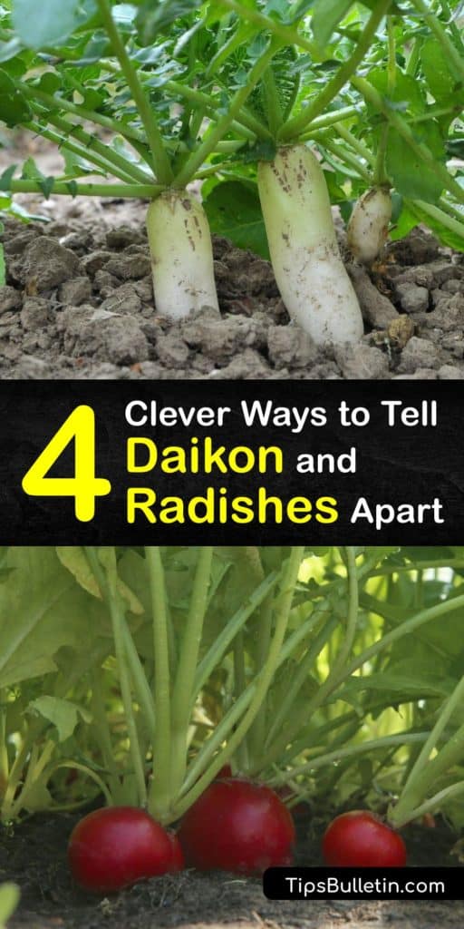 Similar to turnips, radish is a root vegetable with many cultivars, among them daikon. A favorite in Korean and Chinese cuisine, find out what makes these two vegetables so different yet essential and delicious. #daikon #radish #vegetable