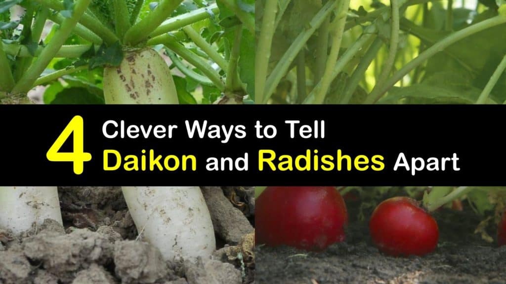 Daikon vs Radish titleimg1