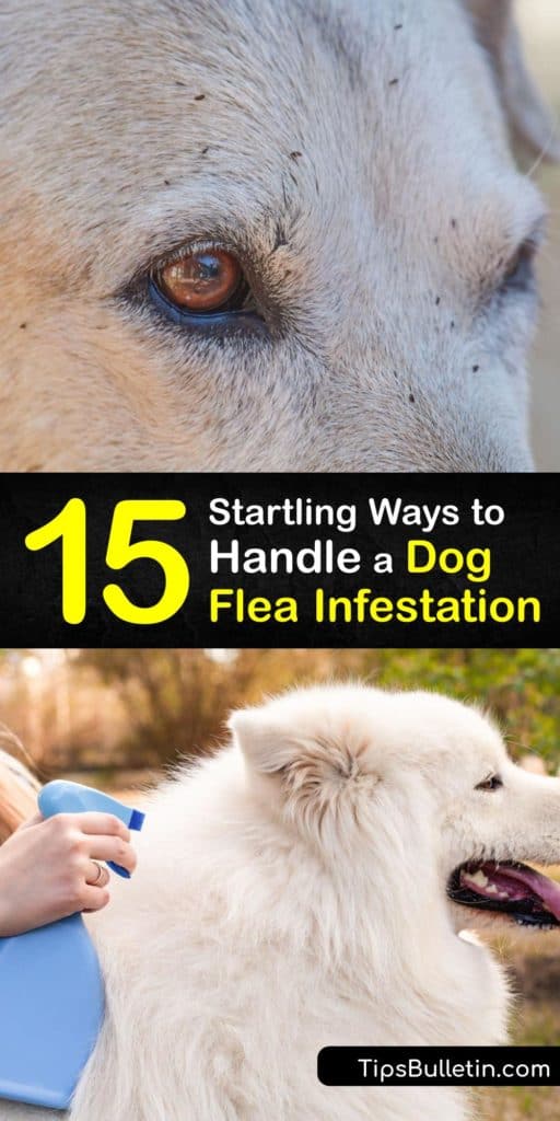 Get rid of fleas, flea larvae, flea eggs, and flea dirt to avoid flea bites. Use flea medication or DIY natural methods like neem oil to achieve flea control and remove the dog flea and cat flea from your pet to avoid a painful flea bite. #flea #infestation #dogs