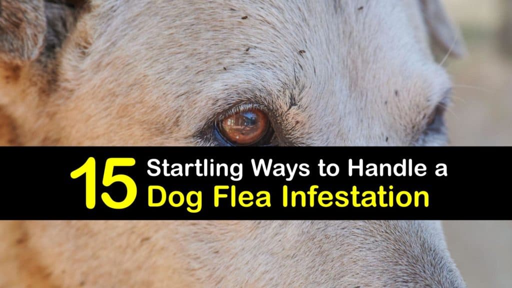 Flea Infestation on Dogs titleimg1
