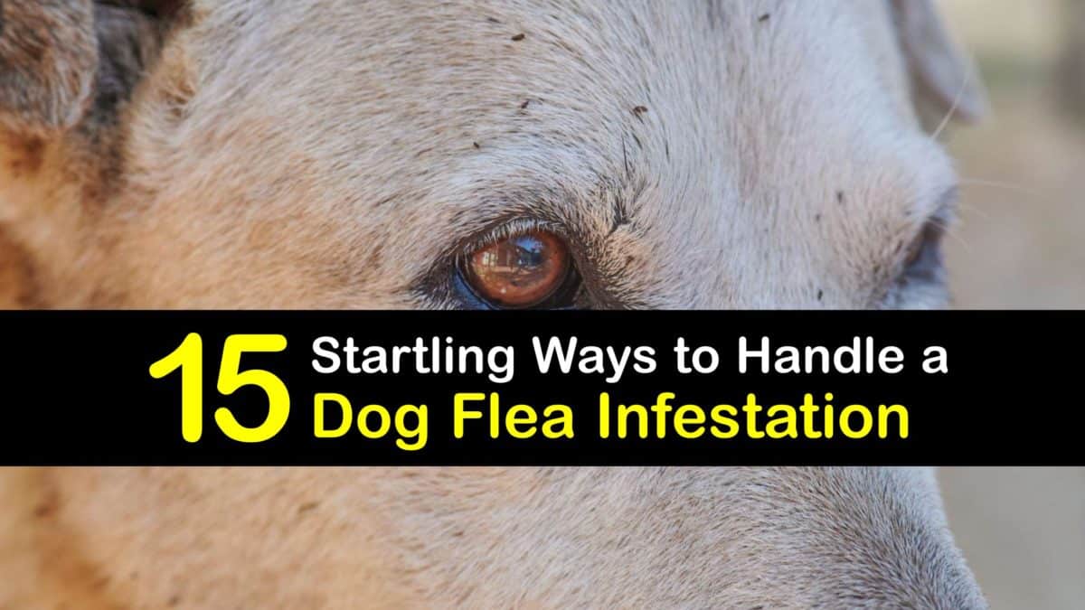 Can Dogs Die From Flea Infestation
