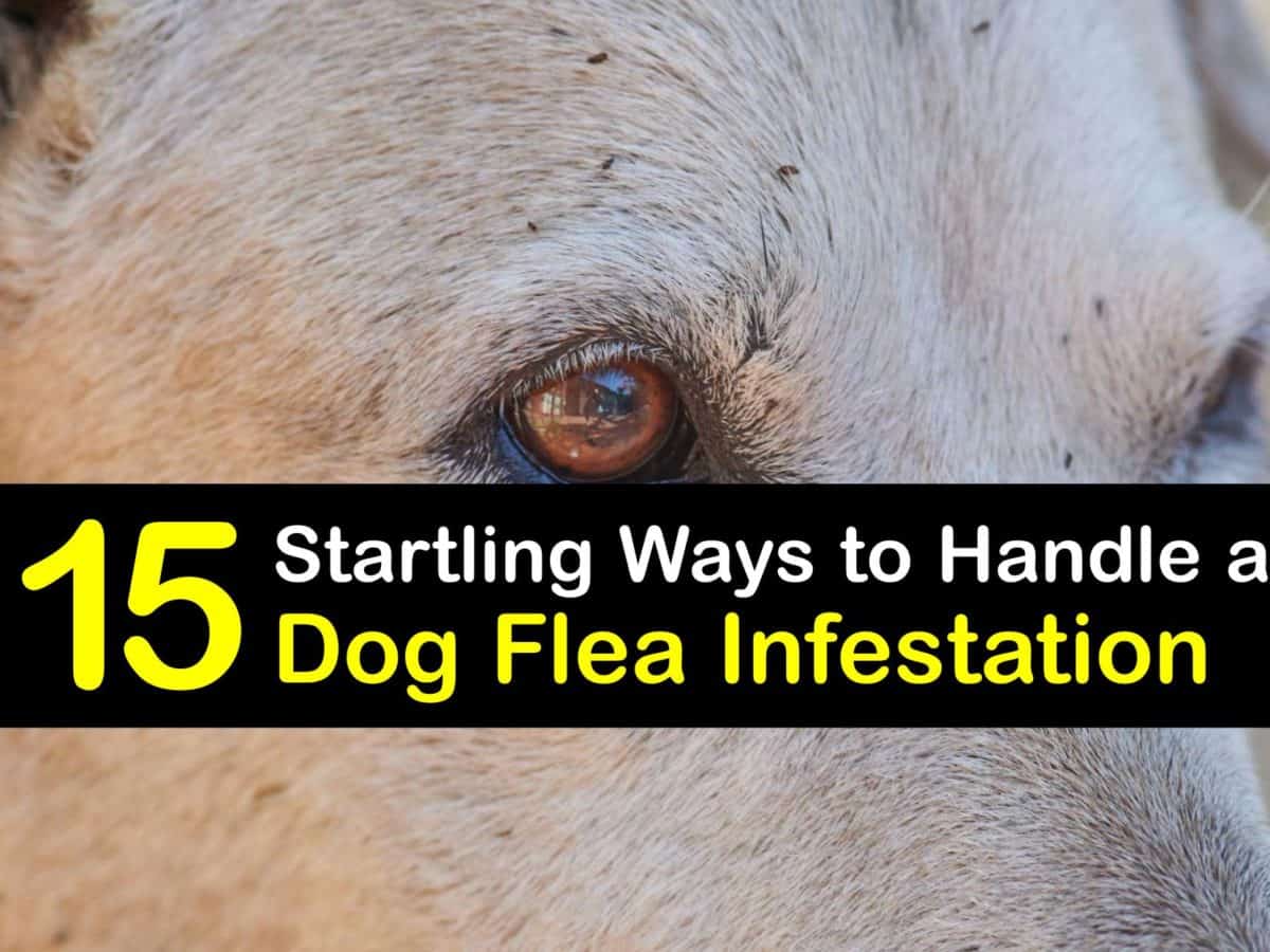 how can puppies get fleas