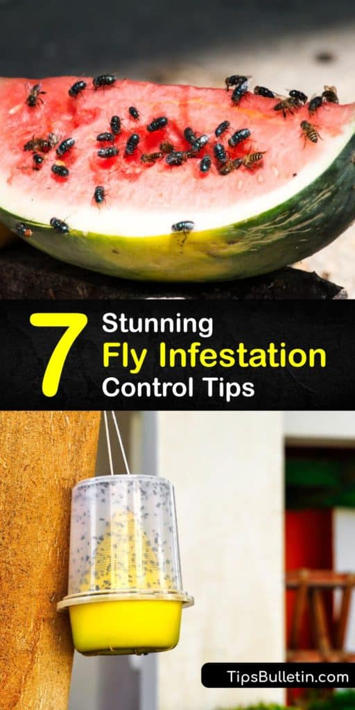 Learn how to prevent an infestation of filth flies like drain flies, fruit flies, and cluster flies. Not only are all types of flies a nuisance, but many of them spread diseases. It’s essential to perform fly control to keep these pests in check. #infestation #control #flies