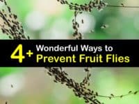 Fruit Fly Problem titleimg1